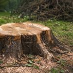 Удаление пня на участке способы ограничения и критерии выбора